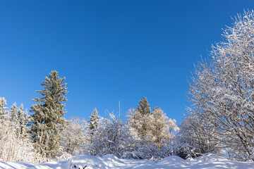 snow covered trees in winter and blue sky