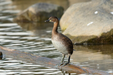 水から揚がり警戒するカイツブリ