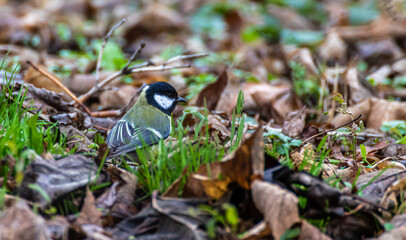 Great tit sitting on the ground