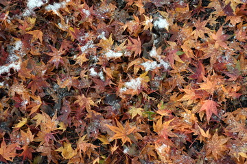 Herbstlaub mit ersten Schnee