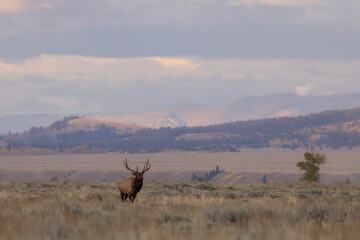 Fototapeta premium Bull elk During the Rut in Autumn in Wyoming