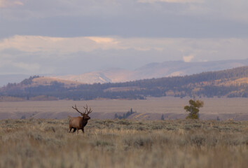 Fototapeta premium Bull elk During the Rut in Autumn in Wyoming