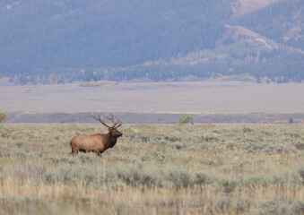Bull elk During the Rut in Autumn in Wyoming