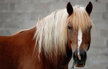 koń, natura, klacz, zwierzę pociągowe, głowa konia - 554686179