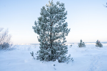 winter landscape with snow covered trees in beach on dune area