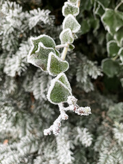 Der Rauhreif bildet einen weißen kristallinen Rand um die grünen herzförmigen Blätter einer Efeuranke.