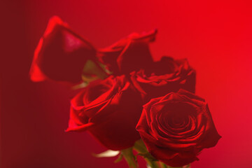 red roses on red background close up