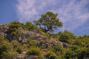 Lonely tree on the rock.