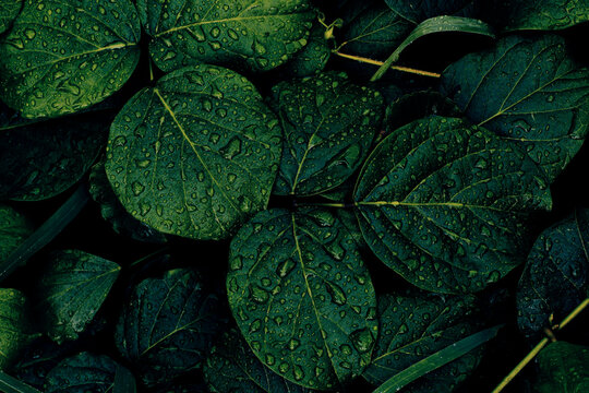 lush green leaf with water drops splashing on surface