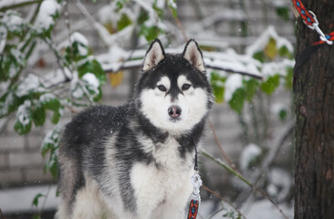 Black and white Siberian Huskya in the forest