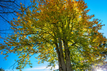 Autumn, sunlight, maple forest, treetops, bright, maple trees