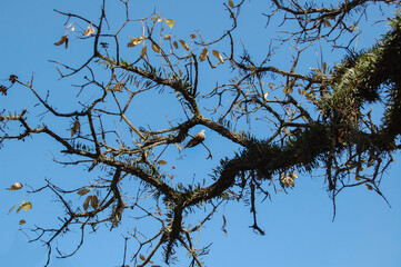 tree branches against blue sky