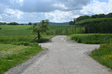 A path with junction in green nature