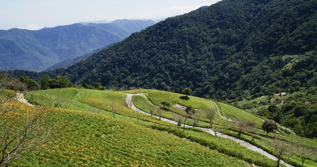 Flower field of beautiful orange daylily in Taimali Kinchen Mountain in Taitung of Taiwan