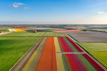 Tuinposter Spring landscape of bulb fields / flower fields of tulips in The Netherlands. © Alex de Haas