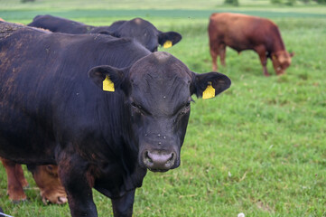 Cows in the pasture