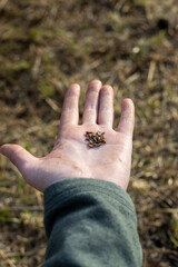 Planting wildflower seeds by hand in a midwest home garden