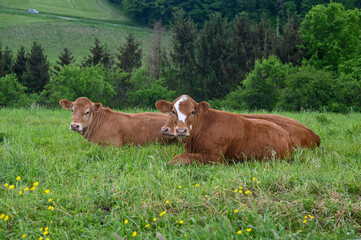 Brown cows are sitting in the pasture