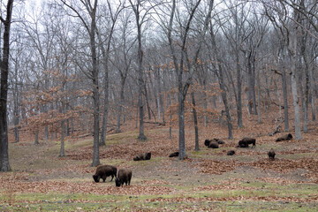 Fototapeta na wymiar Bison grazing and sleeping on a hill in midwest winter