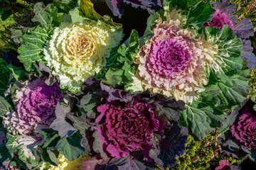 blooming ornamental cabbage white purple and lilac