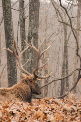 Elk resting in a winter forest