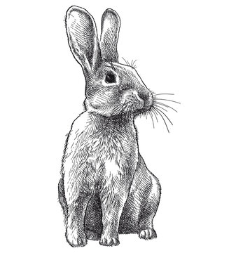 recommend clip art: Hand-drawn graphic sketch of rabbit in black isolated on white background. 