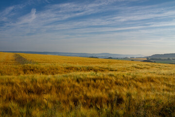 Feld im Morgengrauen in Deutschland