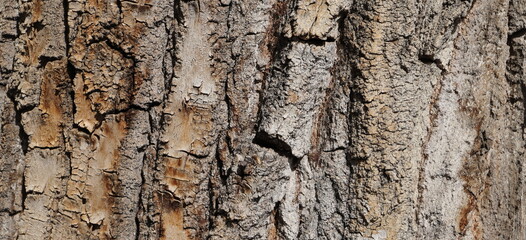 tree bark as a background