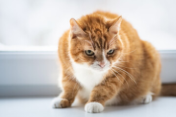 Close-up portrait of a beautiful red domestic cat with natural light.