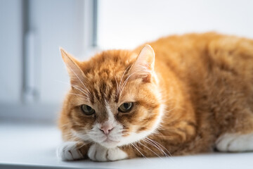 Close-up portrait of a beautiful red domestic cat with natural light.