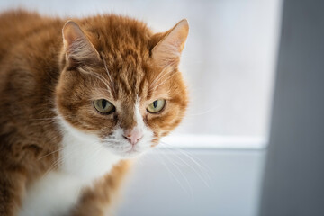 Close-up portrait of a beautiful red domestic cat with natural light.