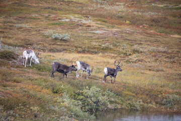 Spring time and reindeer in the mountains - Northern Norway,scandinavia,Europe