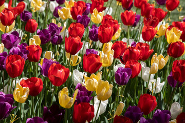 Many mixed color tulips in the garden
