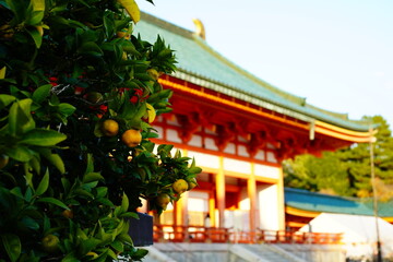 Fototapeta premium 京都 平安神宮 右近の橘