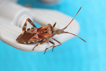 Adult Western conifer seed bug, Leptoglossus occidentalis.