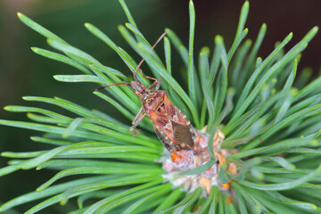 Adult Western conifer seed bug, Leptoglossus occidentalis.