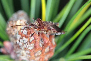 Adult Western conifer seed bug, Leptoglossus occidentalis.