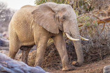 An african elephant ( Loxodonta Africana) walking, Laikipia, Kenya.