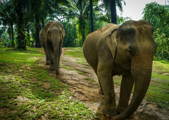 Thai elephant sanctuary