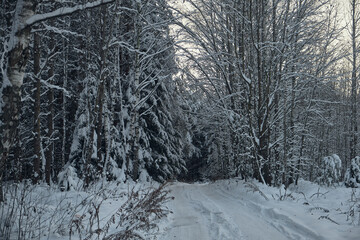 frosty forest snow-cowered fir and pine trees winter road background Christmas Scene
