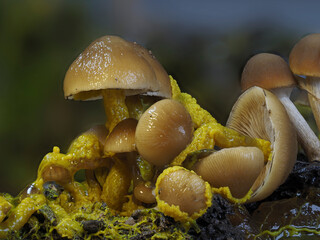 Myxomyceten Plasmodium &uuml;berf&auml;llt Pilze