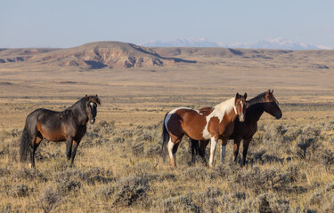 Wild Horses in Autumn in the Wyoming Desert