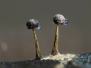 Myxomyceten Fruchtstand