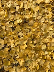 helle Gingko Blätter im Herbst, goldgelb leuchtendes Laub