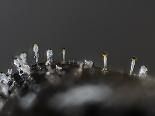Pillenwerfer (Pilobolus kleinii) 1mm klein