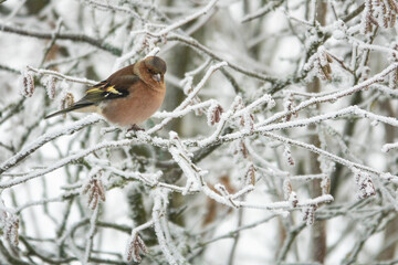 Buchfink  im Winter
