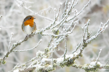 Rotkehlchen  im Winter