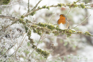 Rotkehlchen  im Winter