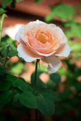 Orange rose in the garden.
