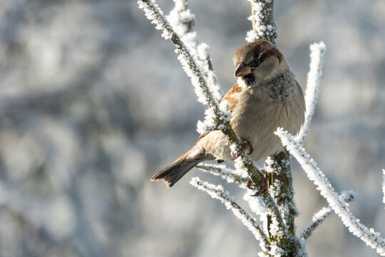 Haussperling uim Winter